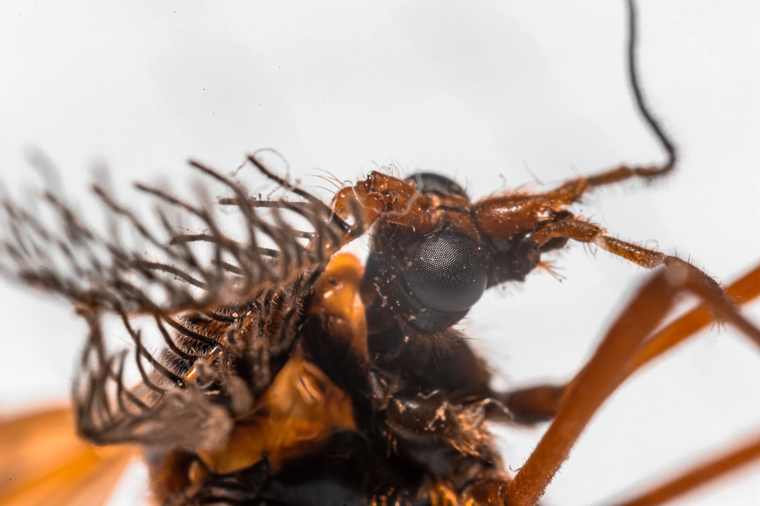 Macro Photography - Image 2