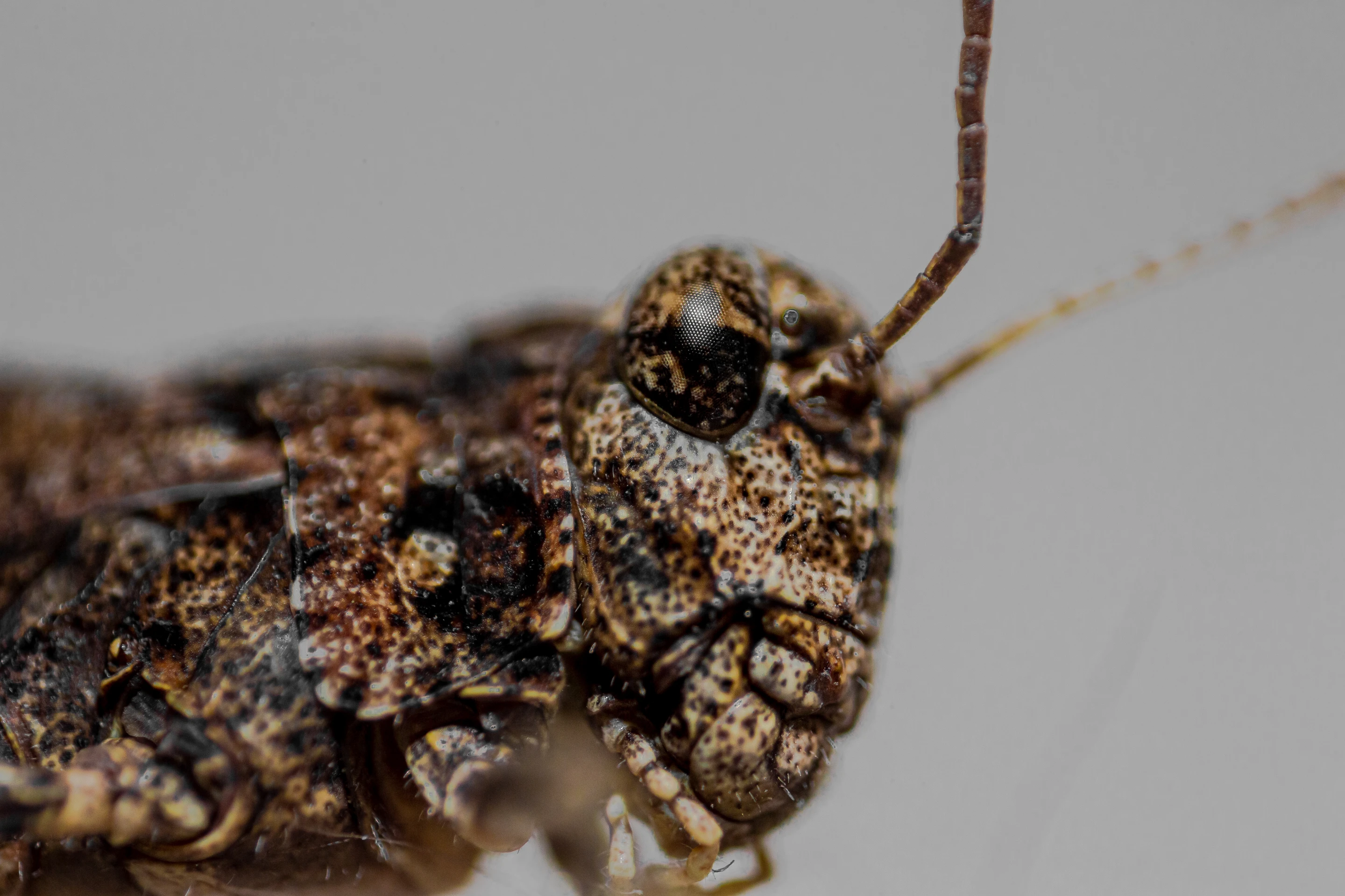 Macro Photography - Image 3