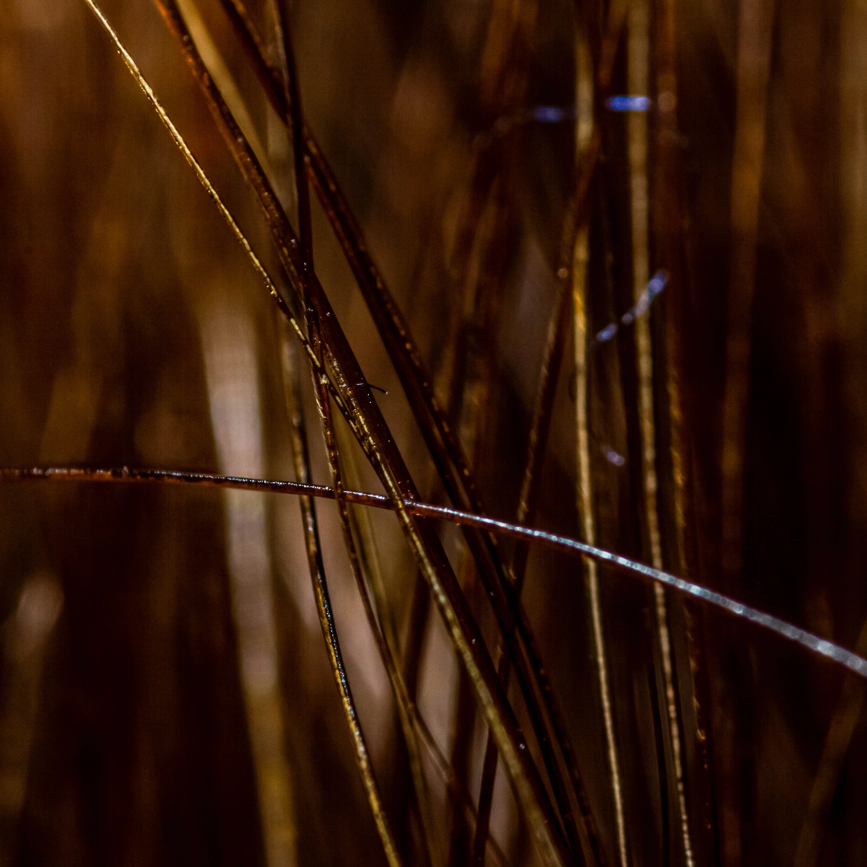 Macro Photography - Image 5