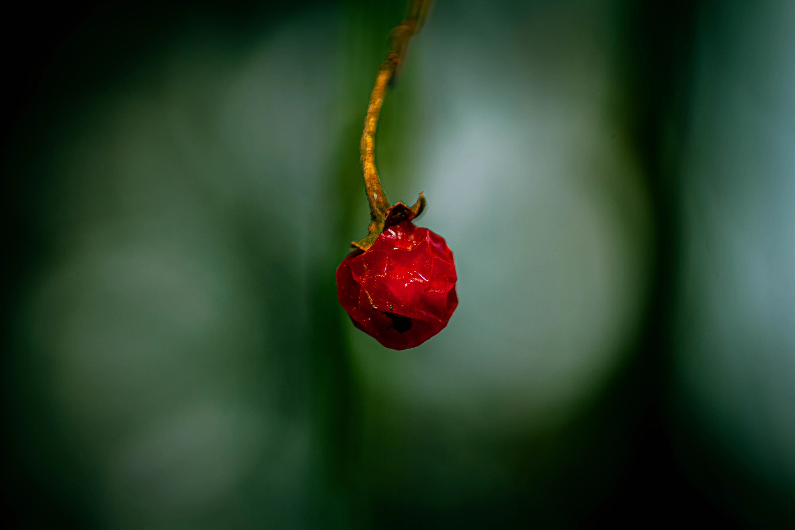 Macro Photography - Image 6