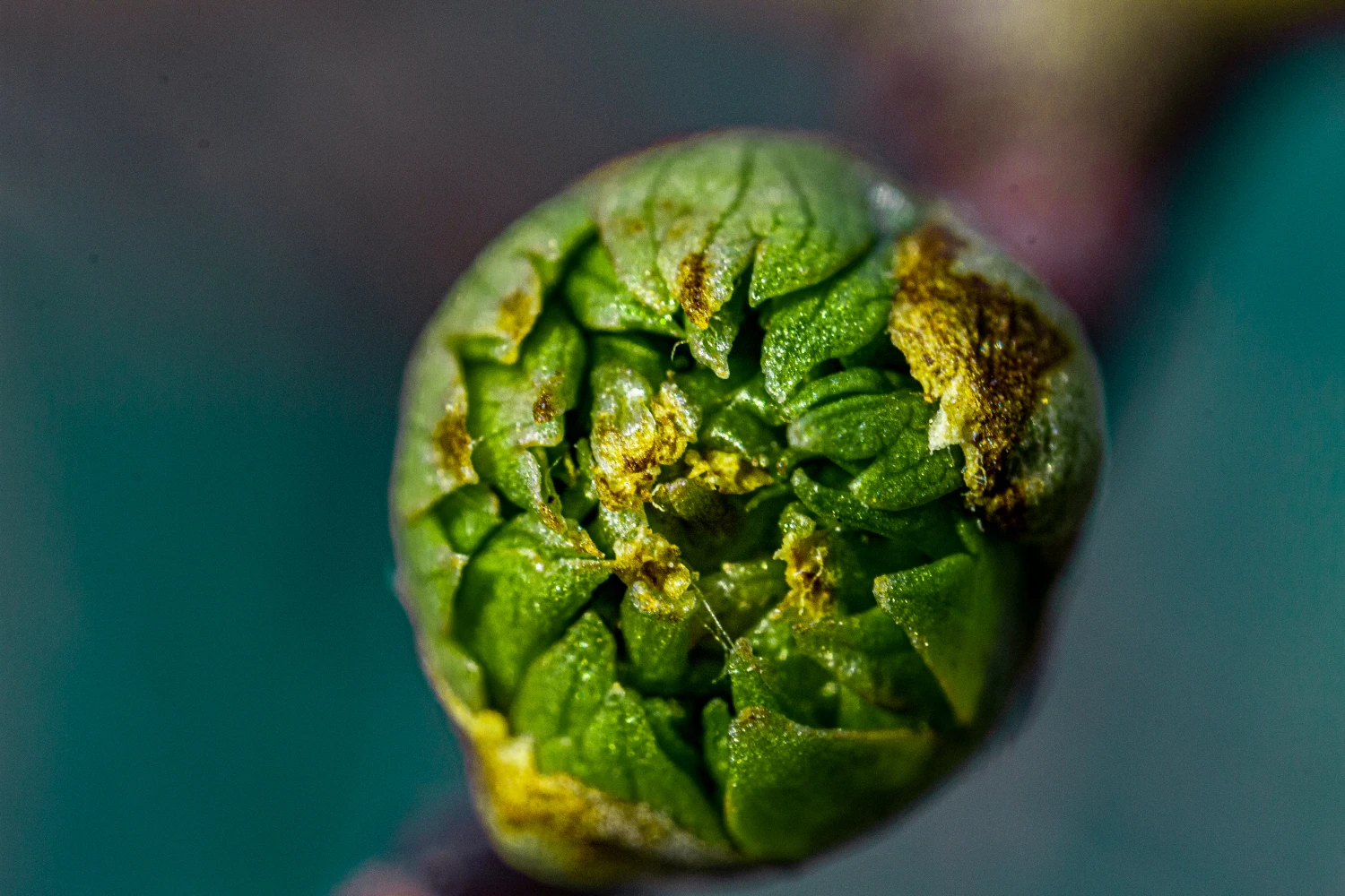 Macro Photography - Image 7