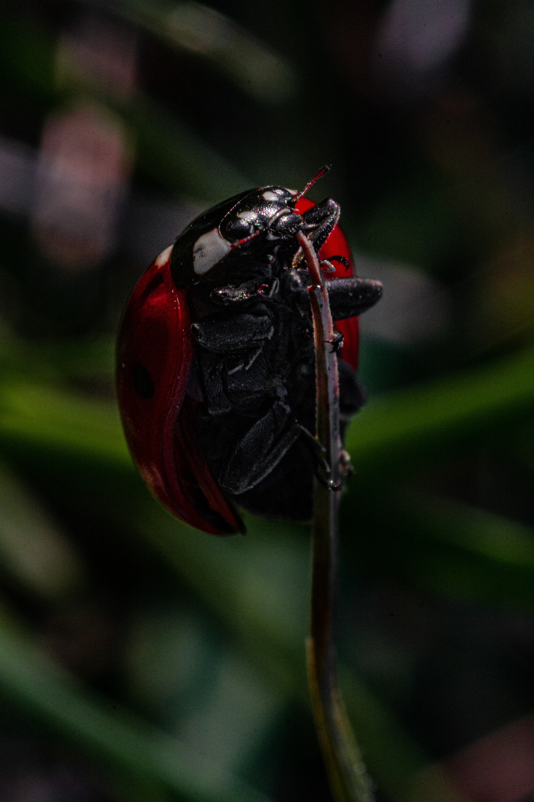 Macro Photography - Image 8