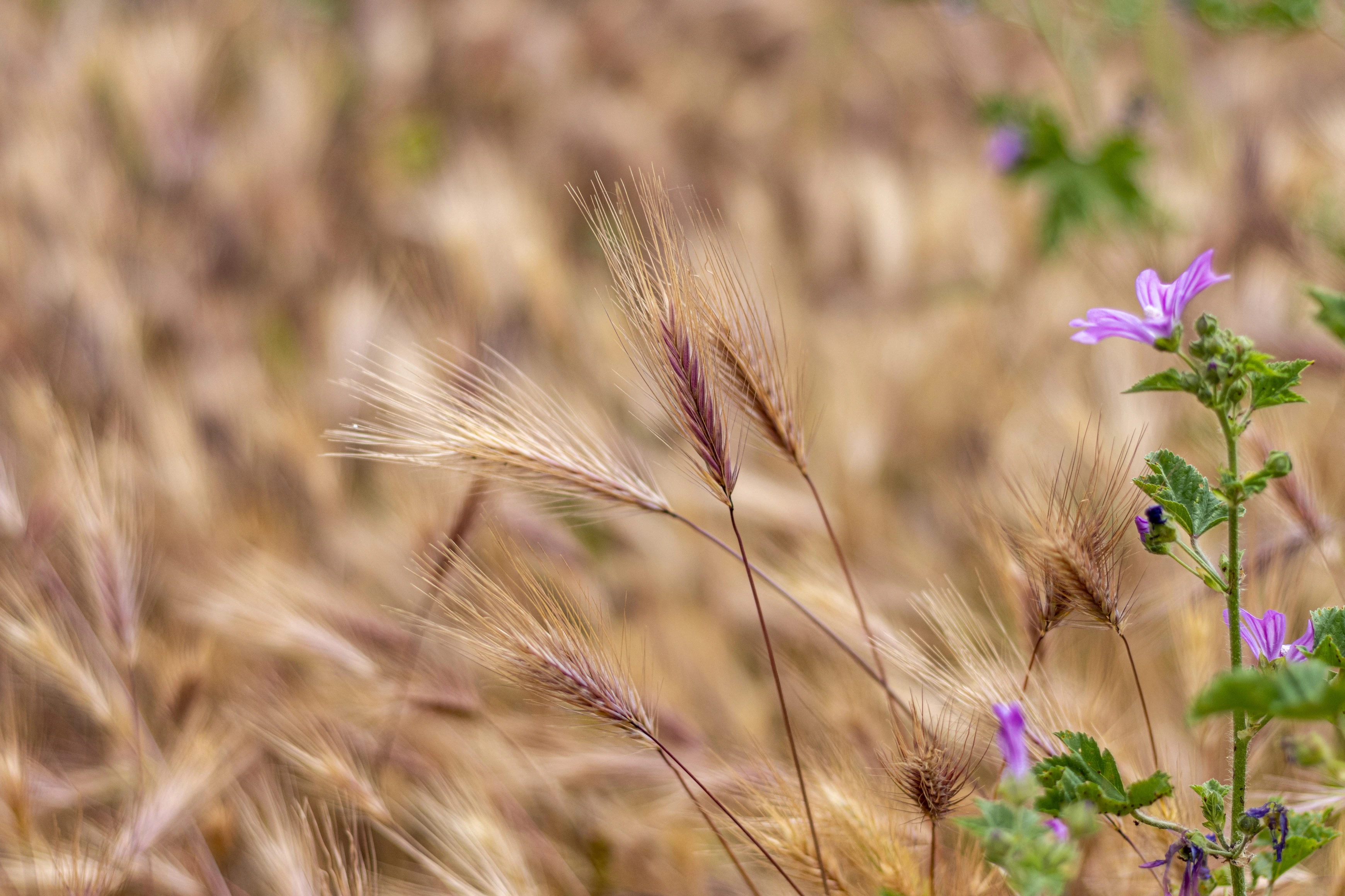 Macro Photography - Image 9