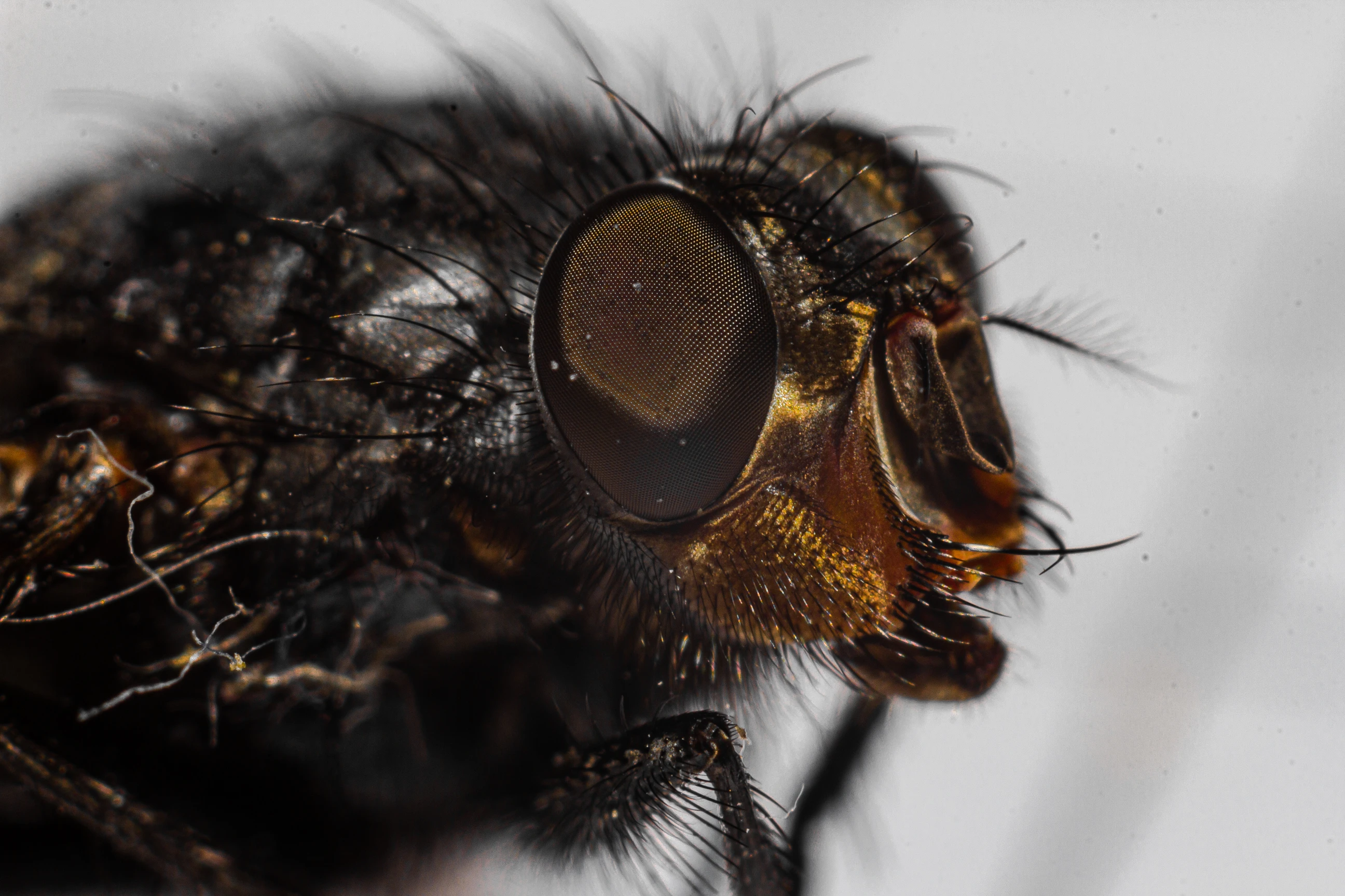 Macro Photography - Image 10