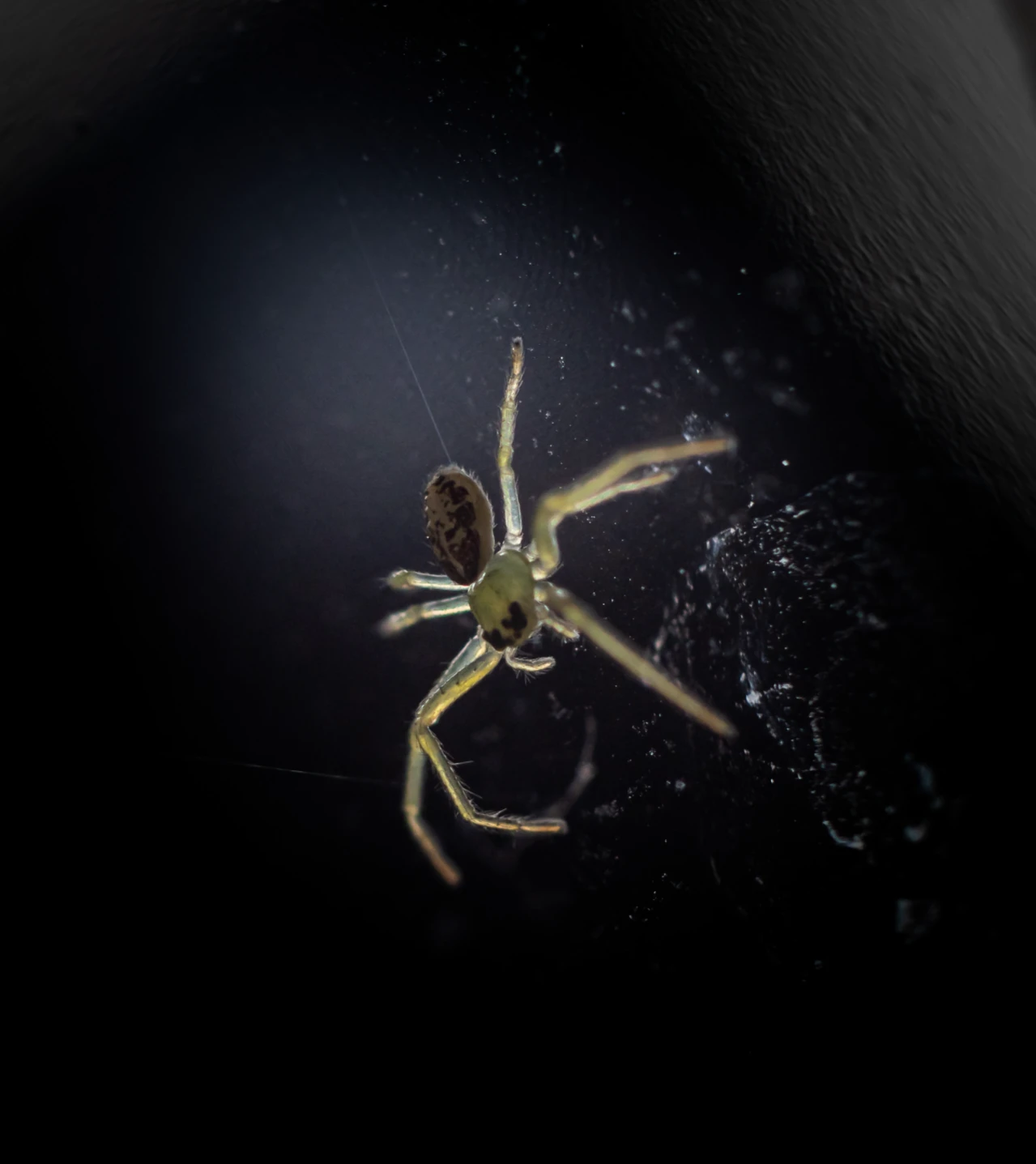 Macro Photography - Image 11